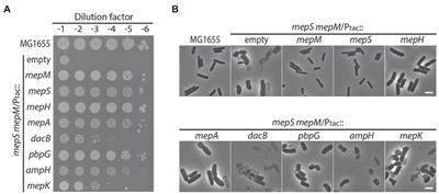 A Cell Wall Hydrolase MepH Is Negatively Regulated by Proteolysis Involving Prc and NlpI in Escherichia coli